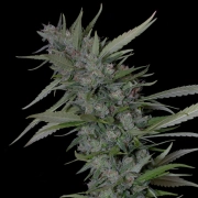 BRUCE BANNER #3 Feminized cannabis flower bud by Bighead Seeds