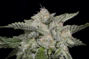 SKYWALKA GHOST KUSH Feminized cannabis flower bud by Bighead Seeds
