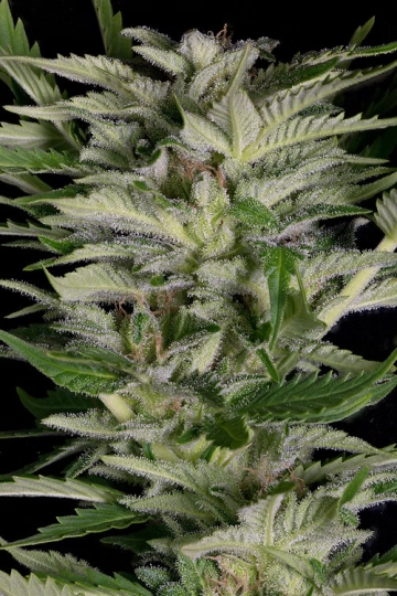 ALIEN TECHNOLOGY Feminized cannabis flower bud by Bighead Seeds