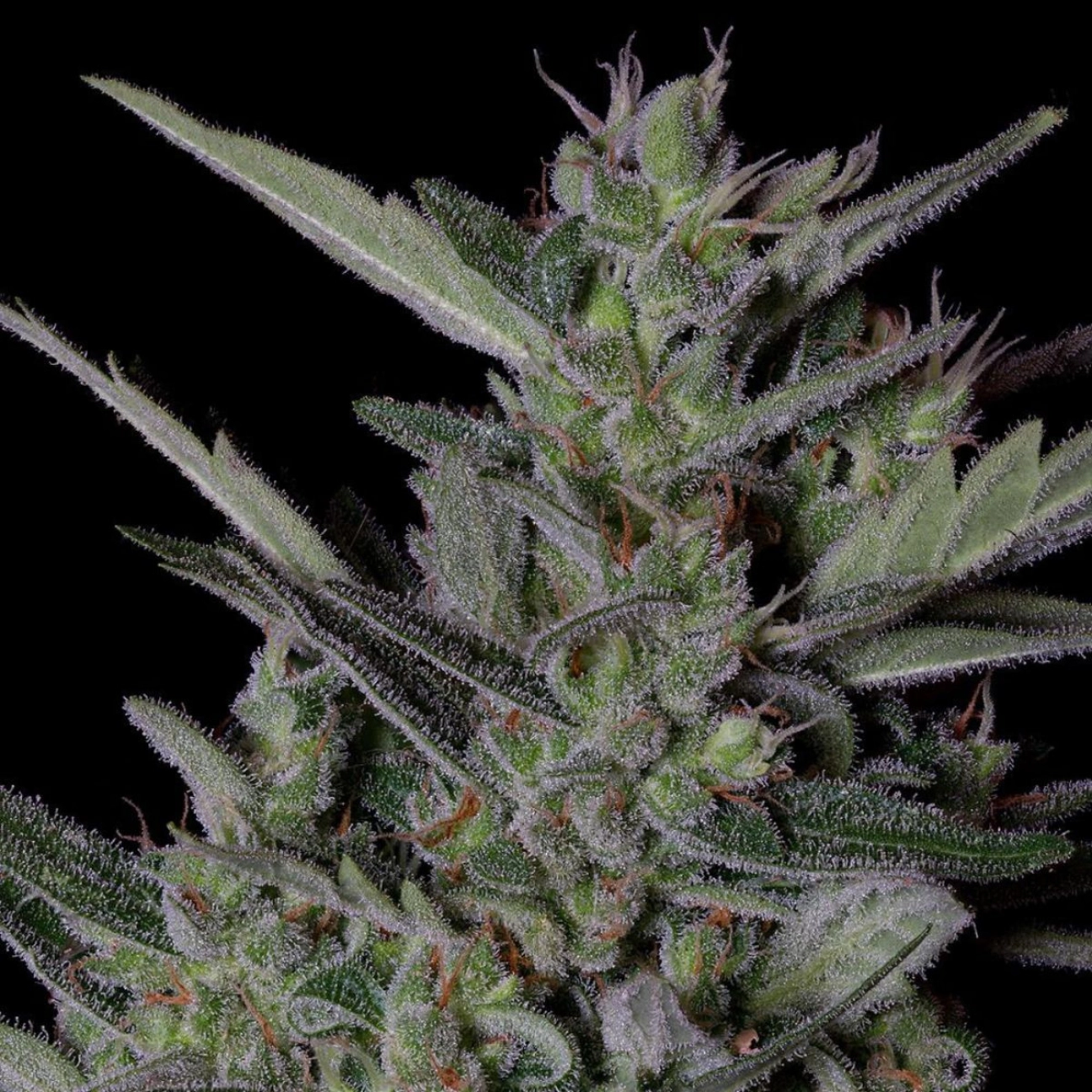 CRYSTAL GELATO AUTO – Bighead Seeds – Autoflowering