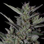 CRYSTAL GELATO AUTO Autoflowering cannabis flower bud by Bighead Seeds