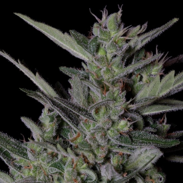 CRYSTAL GELATO AUTO Autoflowering cannabis flower bud by Bighead Seeds
