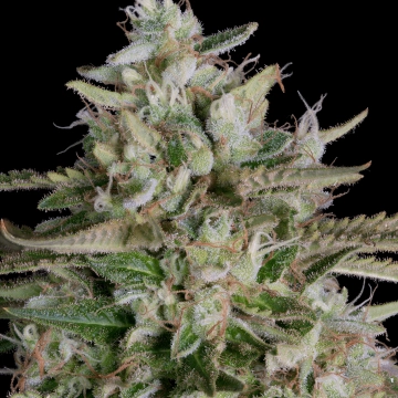 GNASHA Feminized cannabis flower bud by Bighead Seeds