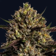 Chimera Cut Feminized cannabis flower bud by Anesia Seeds
