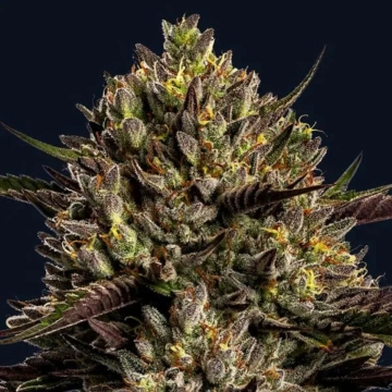 Chimera Cut Feminized cannabis flower bud by Anesia Seeds