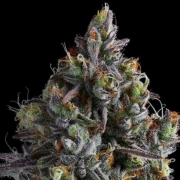 Coco Jambo Feminized cannabis flower bud by Anesia Seeds