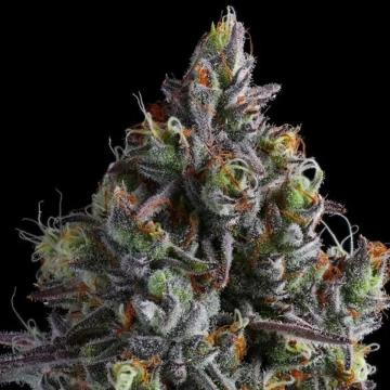 Coco Jambo Feminized cannabis flower bud by Anesia Seeds