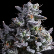 Elementz Feminized cannabis flower bud by Anesia Seeds