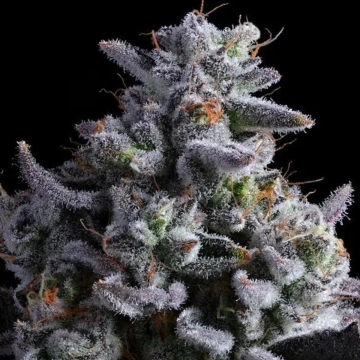 Elementz Feminized cannabis flower bud by Anesia Seeds