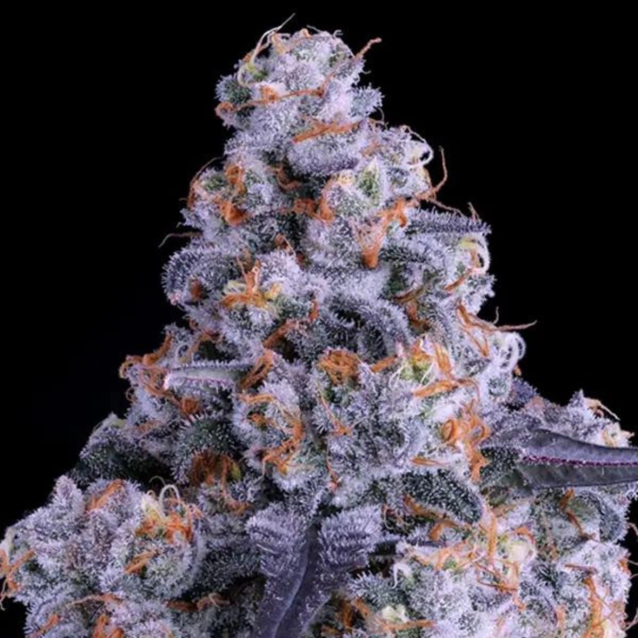 Epic Buzz Auto – Anesia Seeds – Autoflowering