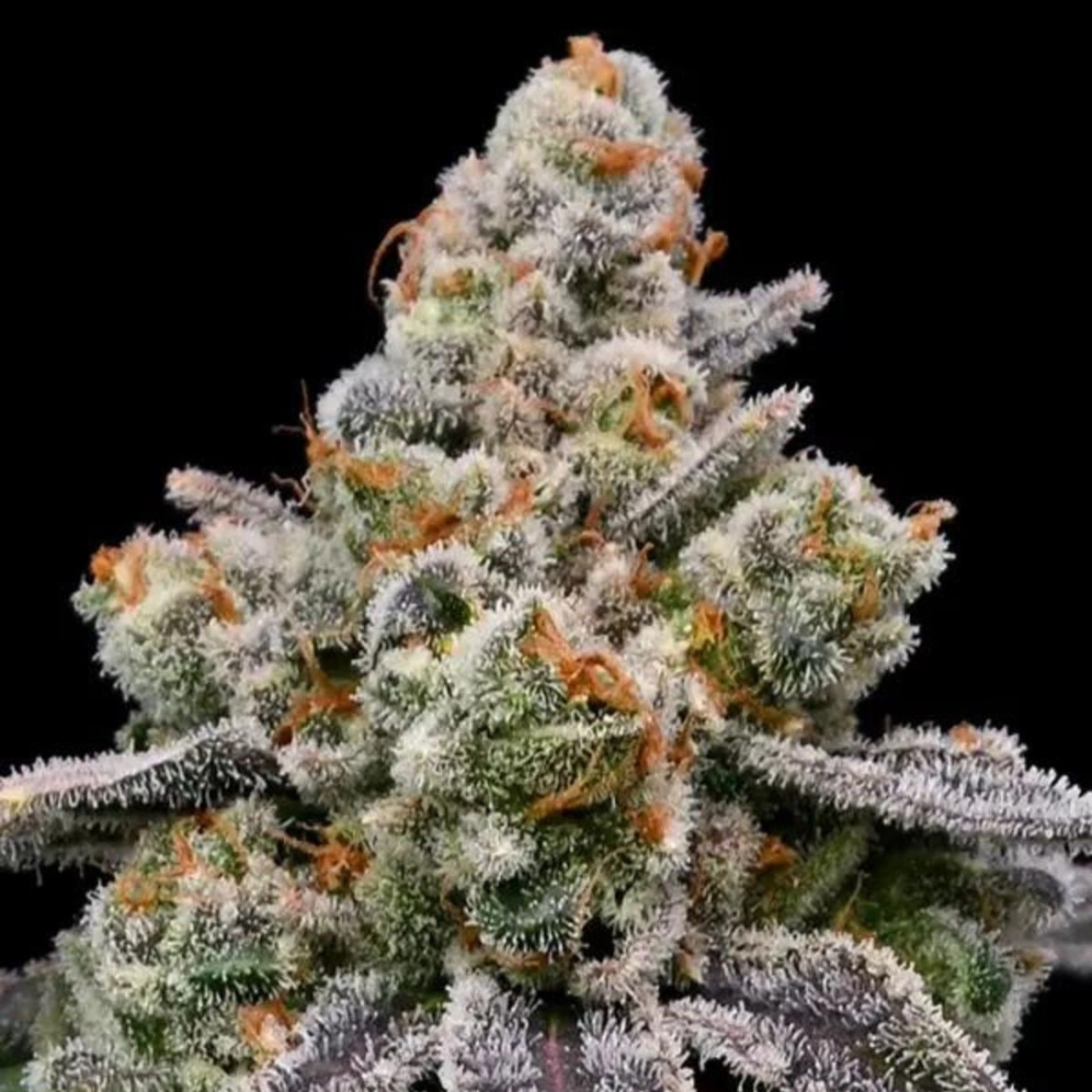 Frozen Face Auto – Anesia Seeds – Autoflowering