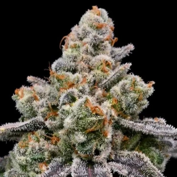 Frozen Face Auto Autoflowering cannabis flower bud by Anesia Seeds