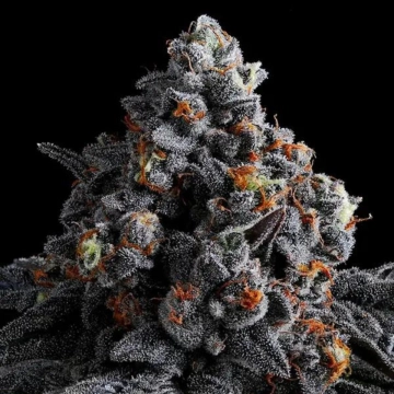 Indigo Sapphire Feminized cannabis flower bud by Anesia Seeds