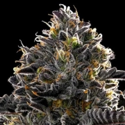 Purple Lobster Feminized cannabis flower bud by Anesia Seeds