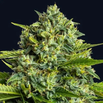 Sticky Boof Feminized cannabis flower bud by Anesia Seeds