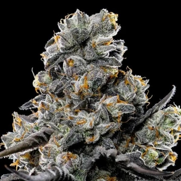 Violet Face Feminized cannabis flower bud by Anesia Seeds