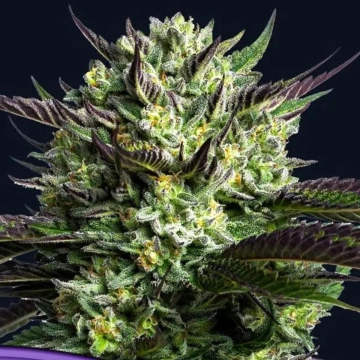 WHAM BOOM Feminized cannabis flower bud by Anesia Seeds