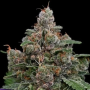 Sun of a Peach Feminized cannabis flower bud by Anesia Seeds