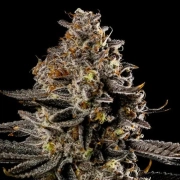 Smashberry Fumez Auto Autoflowering cannabis flower bud by Anesia Seeds