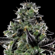 Violet Face Auto Autoflowering cannabis flower bud by Anesia Seeds