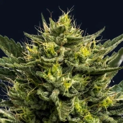 WHAM BOOM Auto Autoflowering cannabis flower bud by Anesia Seeds