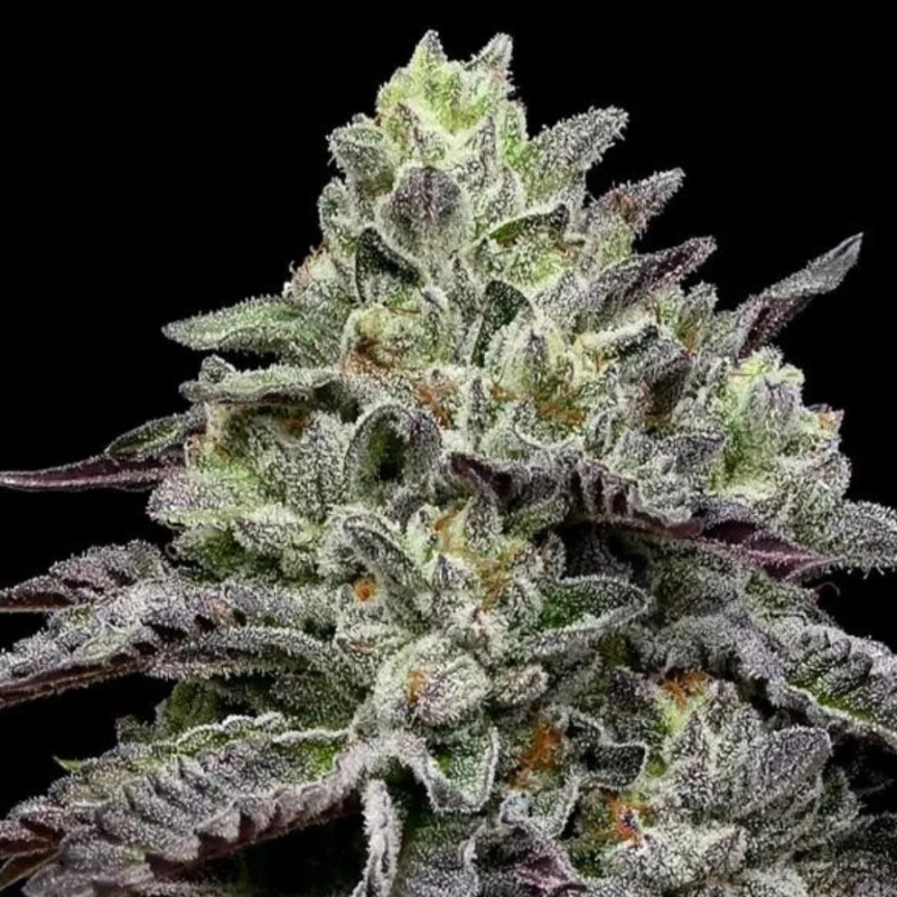 Smashberry Fumez – Anesia Seeds – Feminized