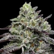 Smashberry Fumez Feminized cannabis flower bud by Anesia Seeds
