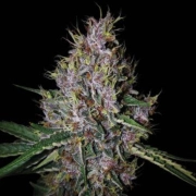 AMARETTO TARMAC© AUTO Autoflowering cannabis flower bud by Seed Stockers