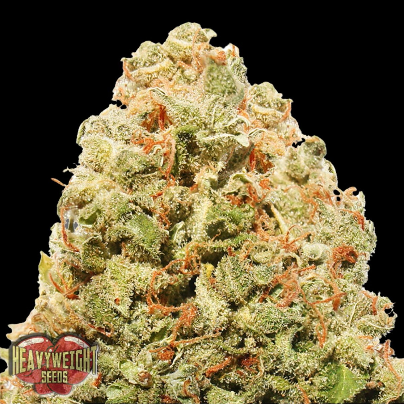 STRAWBERRY CAKE – Heavyweight Seeds – Feminized