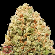 STRAWBERRY CAKE Feminized cannabis flower bud by Heavyweight Seeds