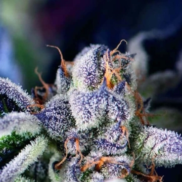 Cookies USA Feminized cannabis flower bud by Pyramid Seeds