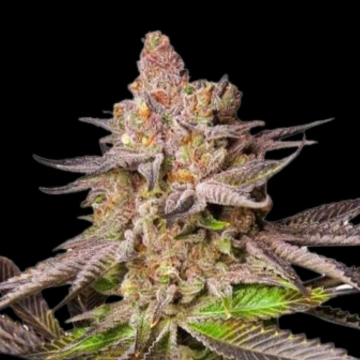 Melonade Runtz Feminized cannabis flower bud by Dutch Passion