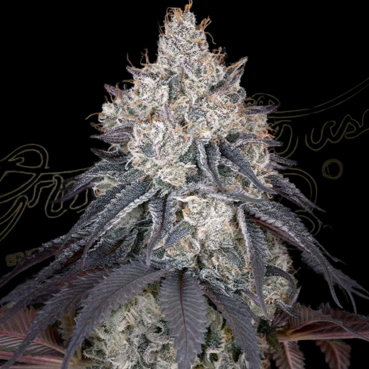 LEMON ORANGE – Greenhouse Seed Co – Feminized