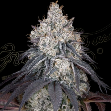 LEMON ORANGE Feminized cannabis flower bud by Greenhouse Seed Co