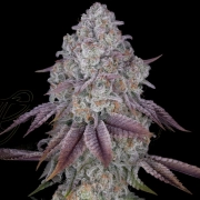 PERSIAN PIE Feminized cannabis flower bud by Greenhouse Seed Co