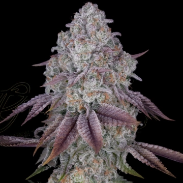 PERSIAN PIE Feminized cannabis flower bud by Greenhouse Seed Co
