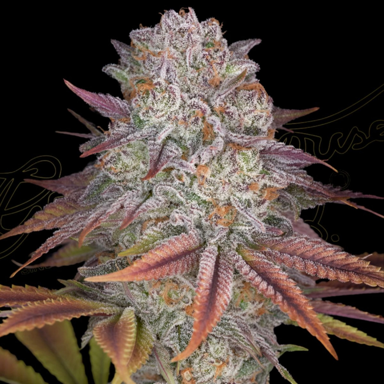 PULP FRICTION – Greenhouse Seed Co – Feminized