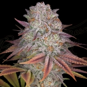 PULP FRICTION Feminized cannabis flower bud by Greenhouse Seed Co