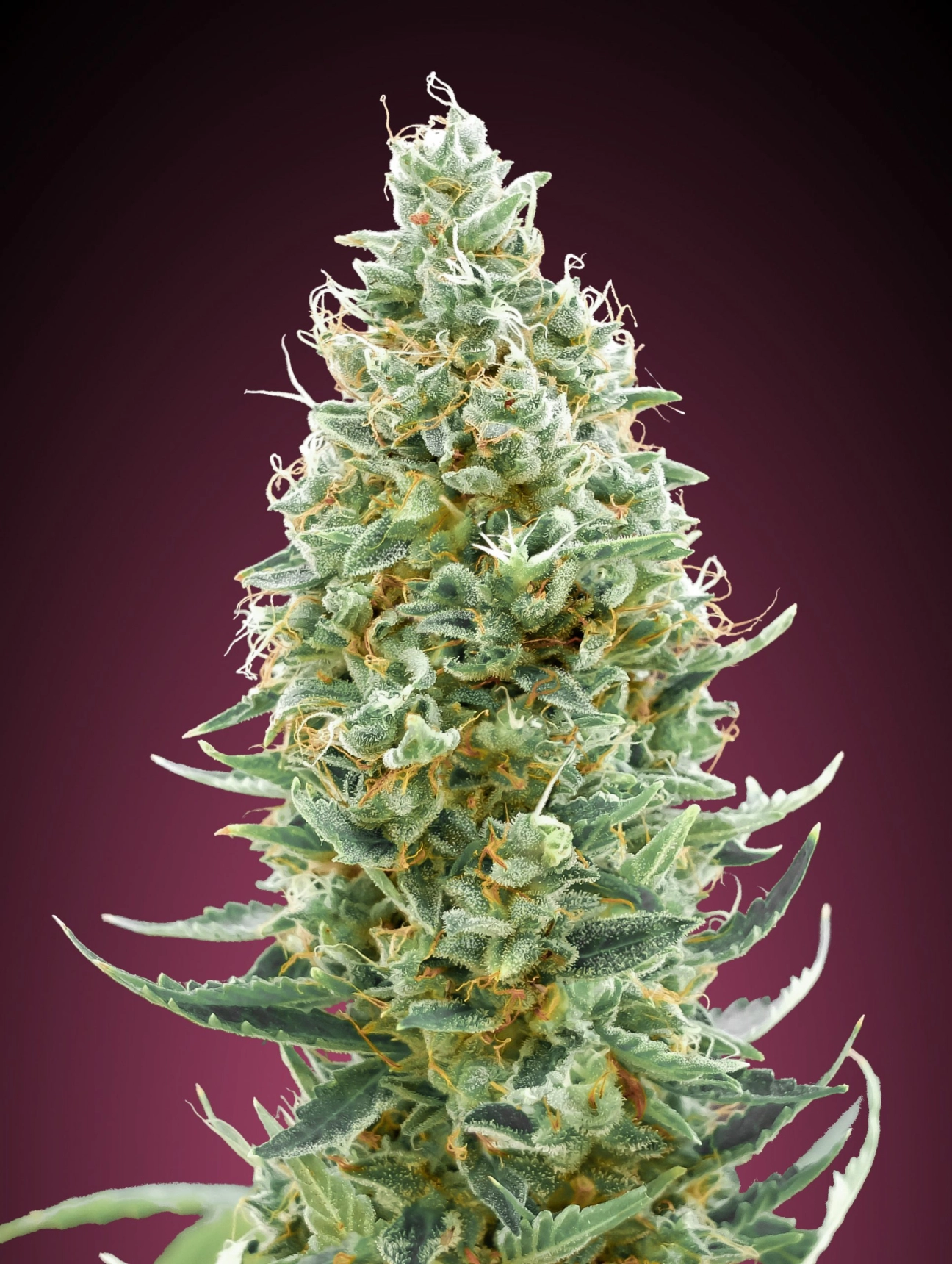 Amnesia Fast – Advanced Seeds – Feminized