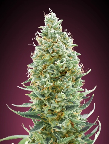 Amnesia Fast Feminized cannabis flower bud by Advanced Seeds