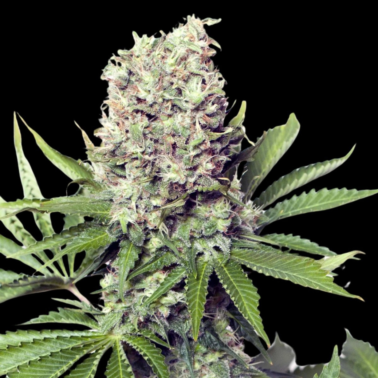 Jumbo Runtz – Yieldmonger Seeds – Feminized