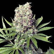 Jumbo Runtz Feminized cannabis flower bud by Yieldmonger Seeds