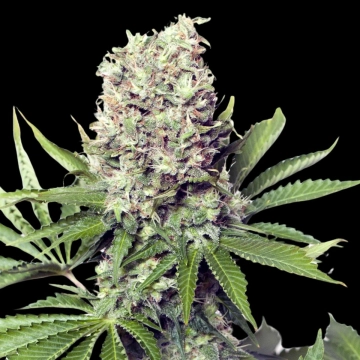 Jumbo Runtz Feminized cannabis flower bud by Yieldmonger Seeds