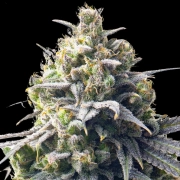 Mega Bucks Auto Autoflowering cannabis flower bud by Yieldmonger Seeds