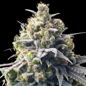 Mega Bucks Auto Autoflowering cannabis flower bud by Yieldmonger Seeds