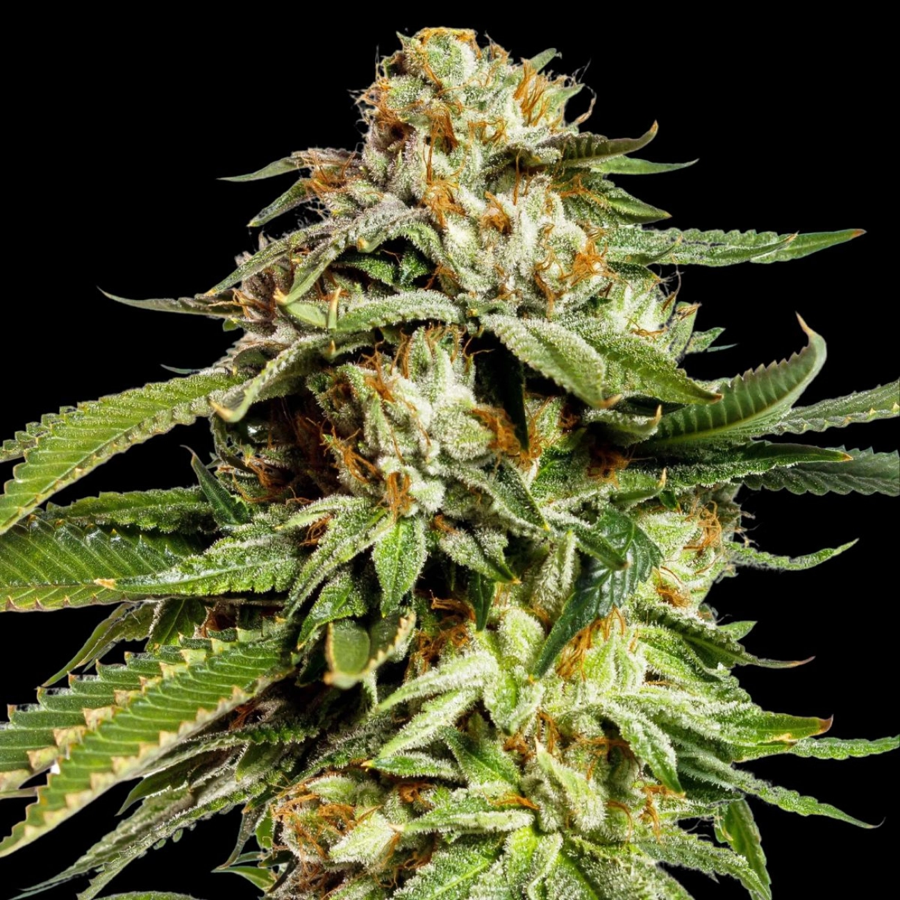 Super Scoop – Yieldmonger Seeds – Feminized