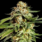 Super Scoop Feminized cannabis flower bud by Yieldmonger Seeds