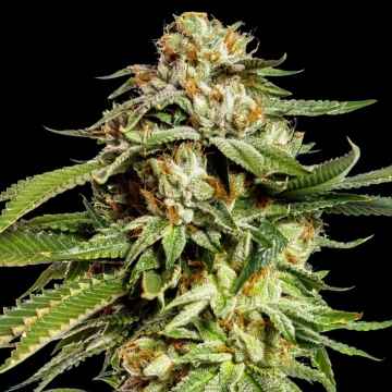 Super Scoop Feminized cannabis flower bud by Yieldmonger Seeds