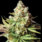 BEAR GORILLA Feminized cannabis flower bud by Yieldmonger Seeds
