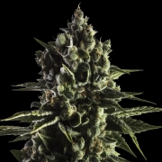 FAT CARAMEL Auto Autoflowering cannabis flower bud by Yieldmonger Seeds